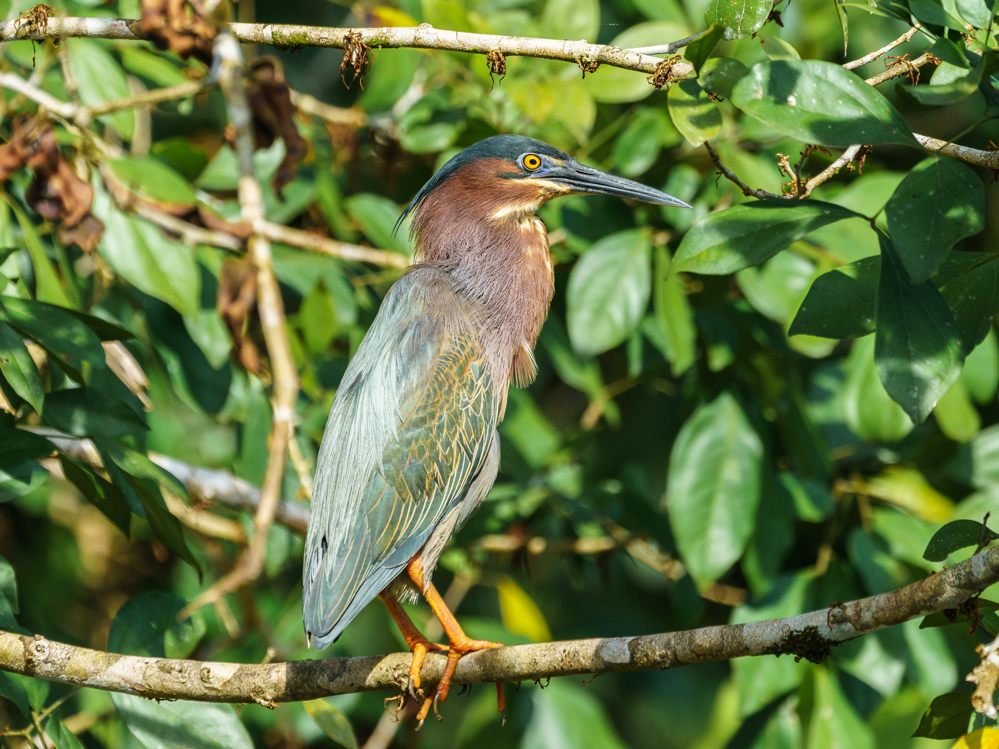 Sony a9 sample photo. A green heron is basking. photography