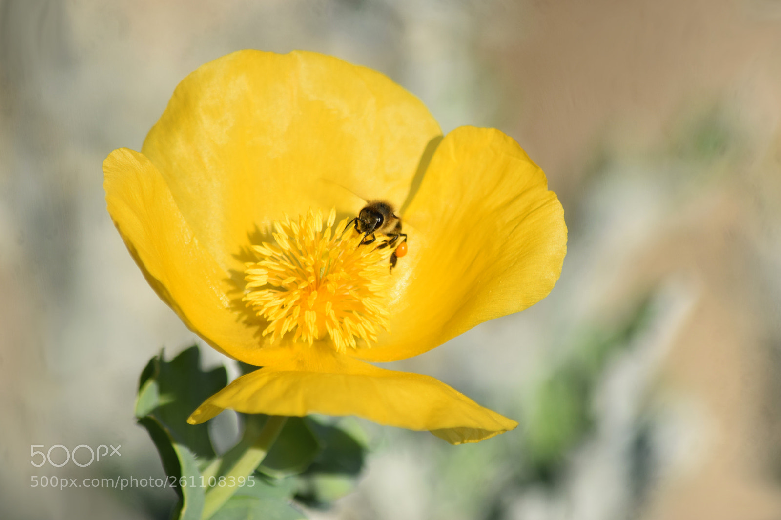 Nikon D5300 sample photo. Gelber mohn photography