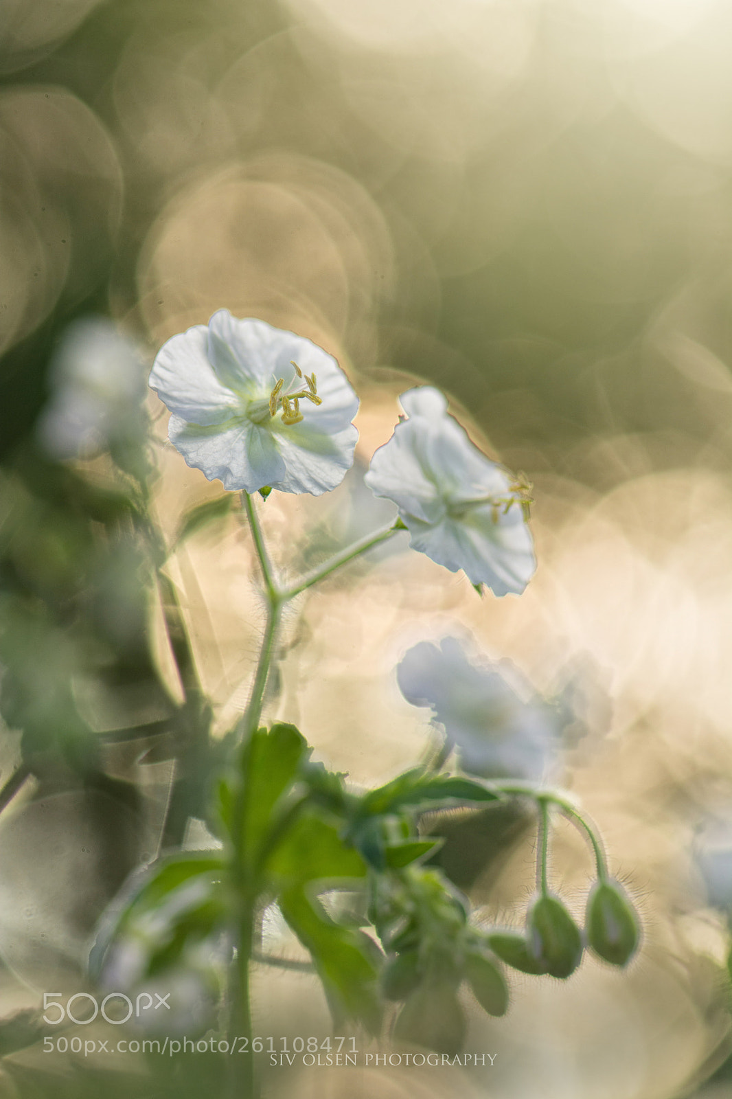 Nikon D7100 sample photo. ~ white ~ photography
