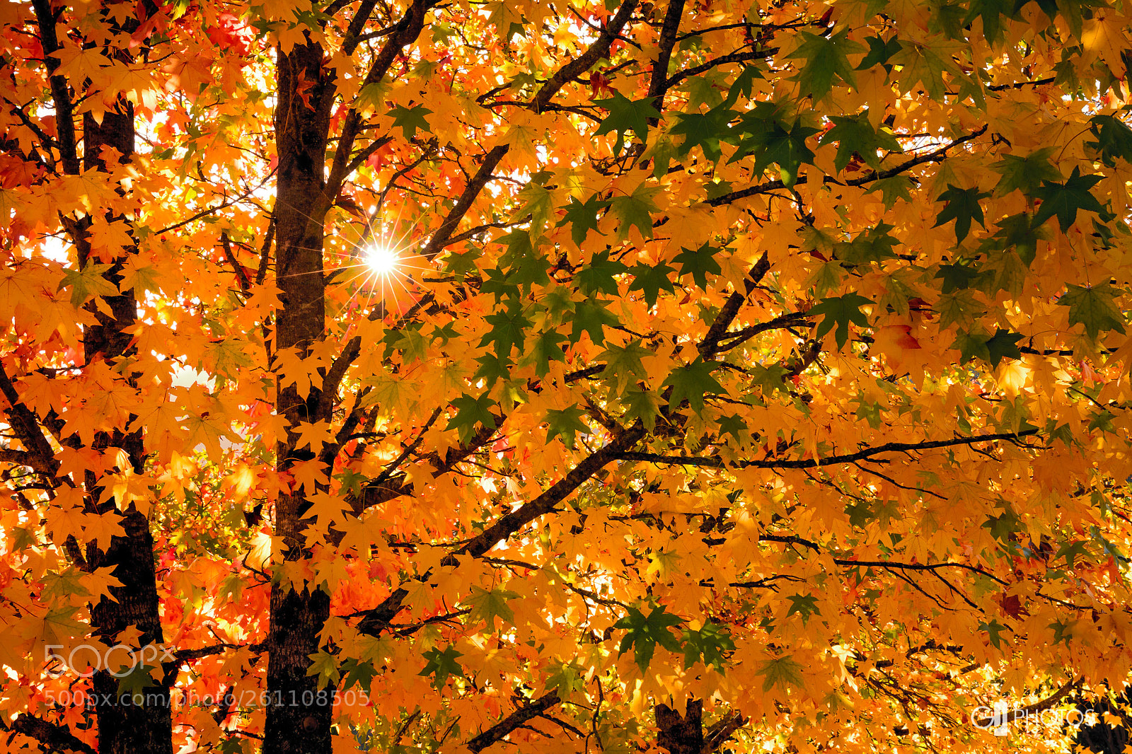 Canon EOS 60D sample photo. Autumn star burst photography