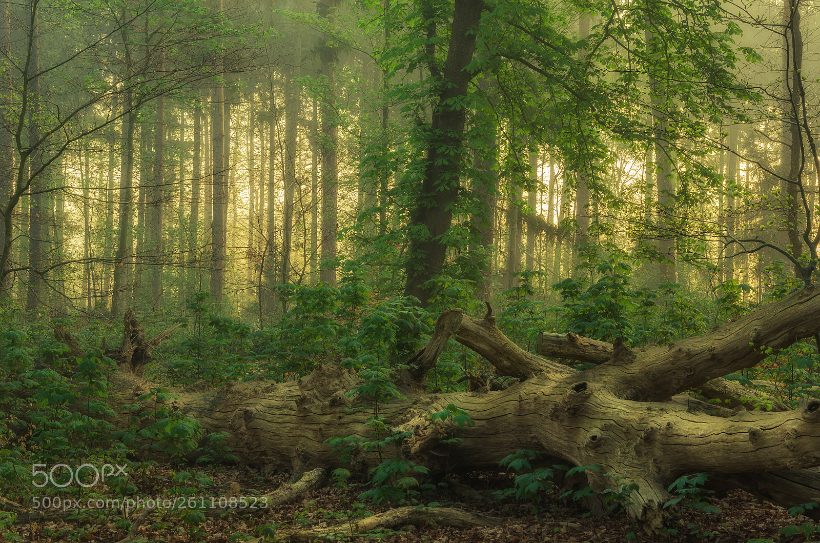 Nikon D7000 sample photo. Fairytale forest photography