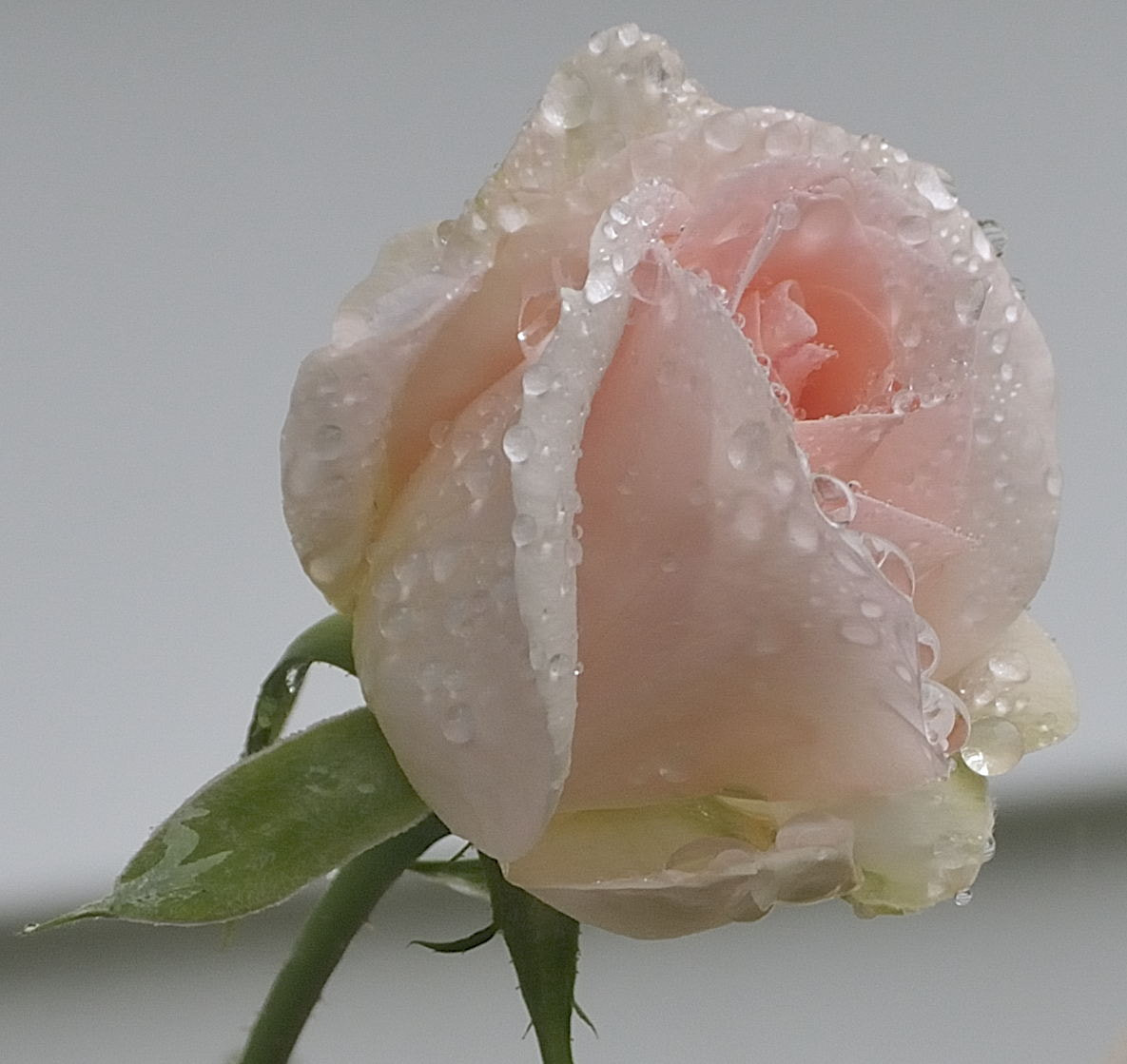 Nikon D300 sample photo. Pink rose photography