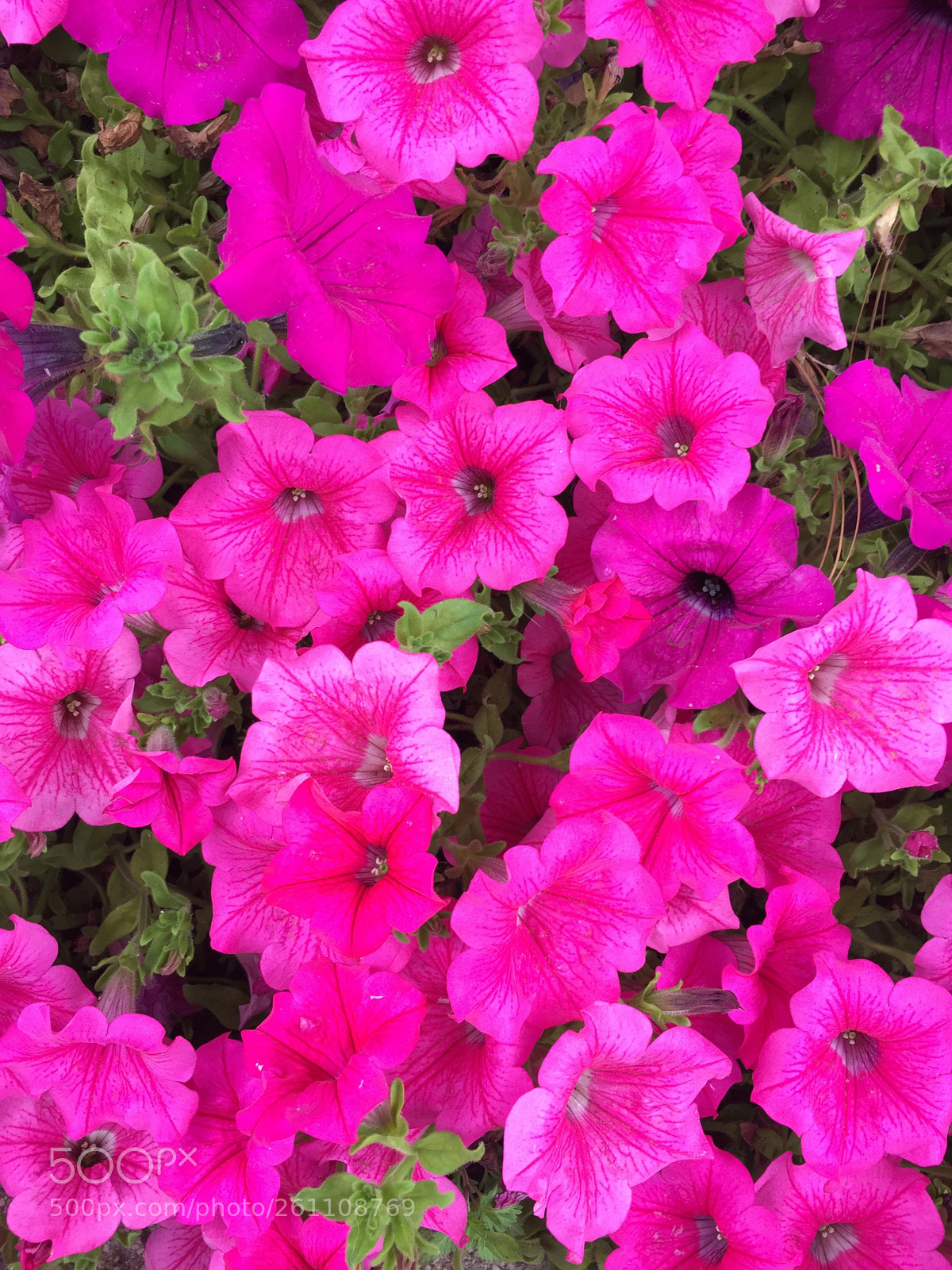 Apple iPhone 6 sample photo. Untitled photography