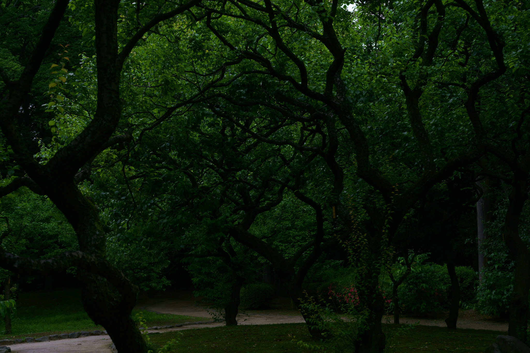 Sony a9 sample photo. Woods photography