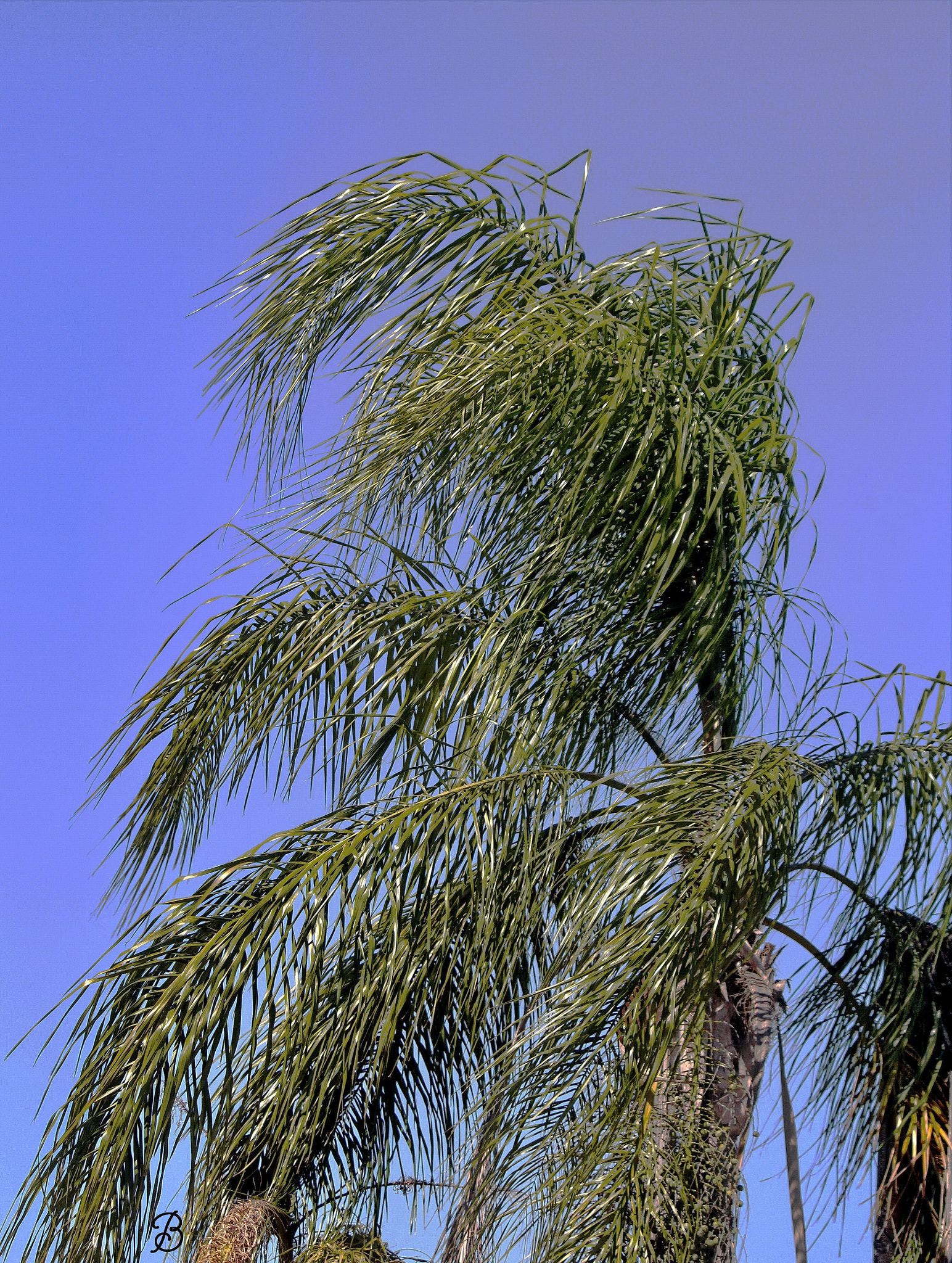 Canon EF-S 55-250mm F4-5.6 IS sample photo. The winds of time photography