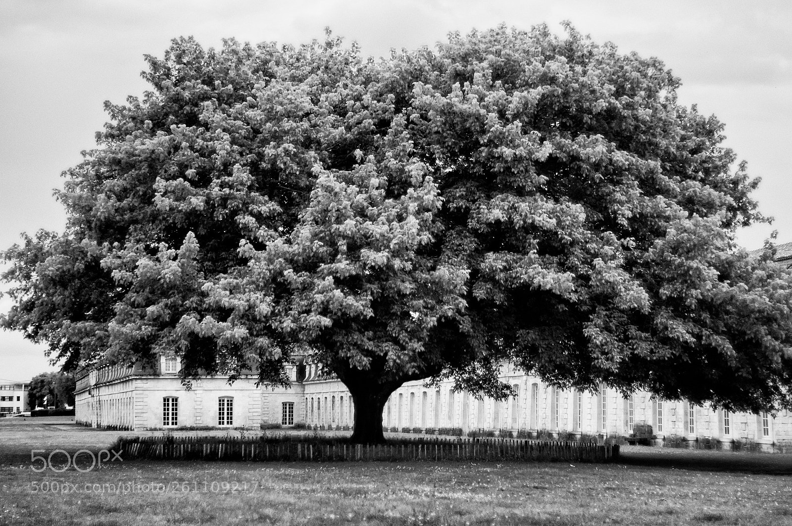 Nikon D300S sample photo. L'arbre photography