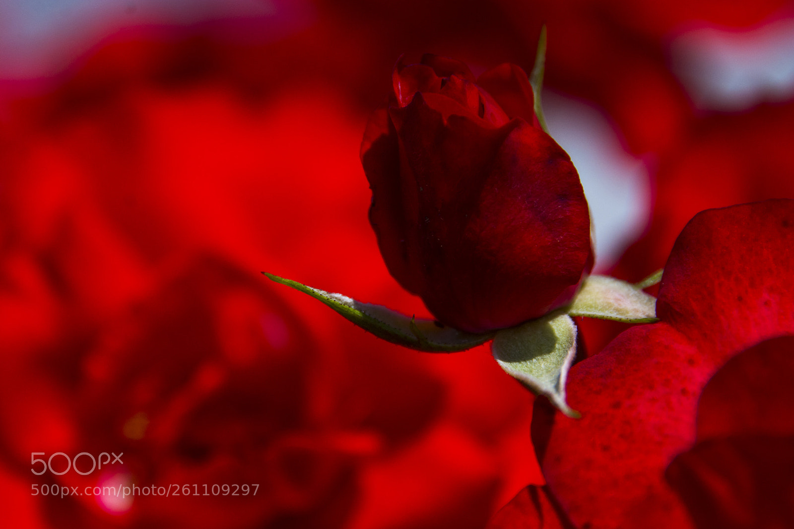 Nikon D7100 sample photo. Jpg photography