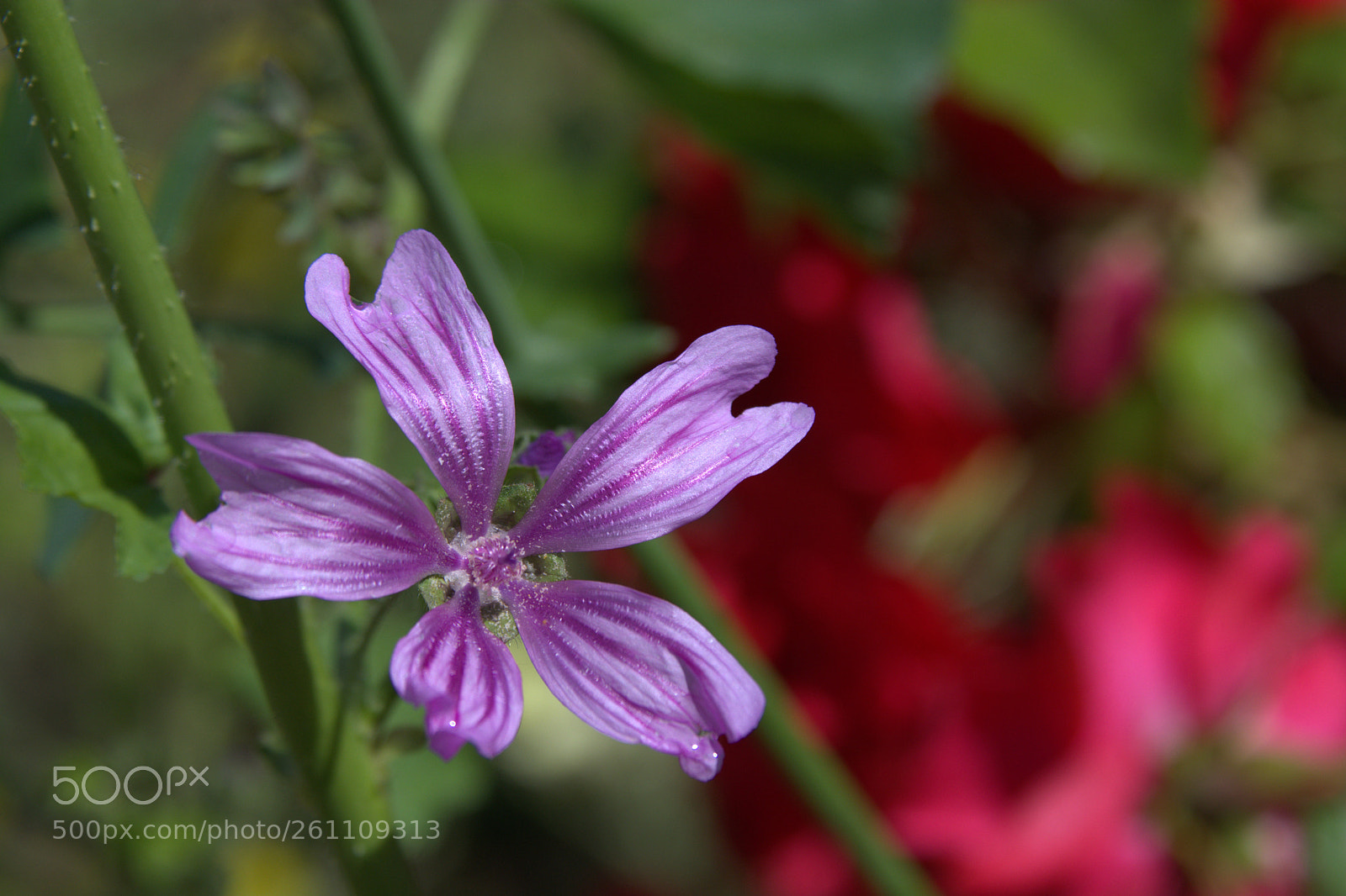 Nikon D7100 sample photo. Jpg photography