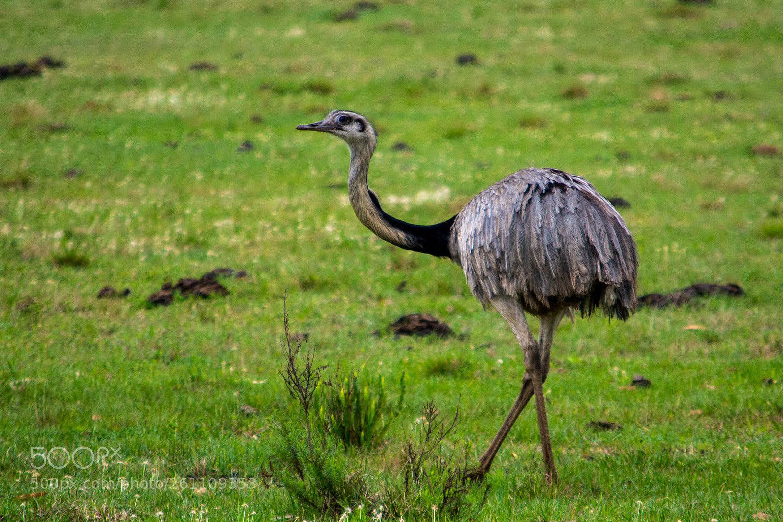 Nikon D7100 sample photo. Greater rhea (rhea americana) photography