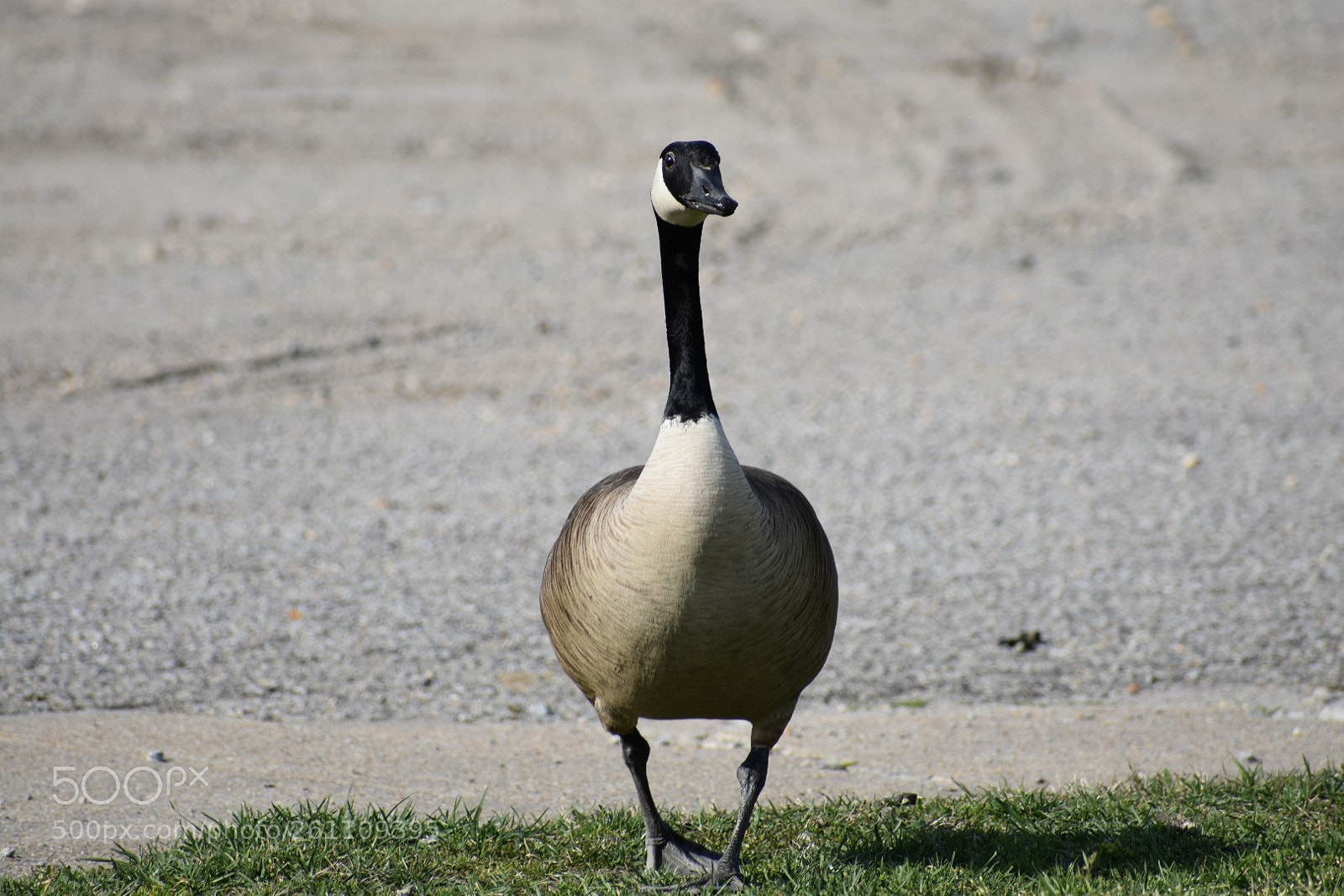 Nikon D3400 sample photo. Birds photography