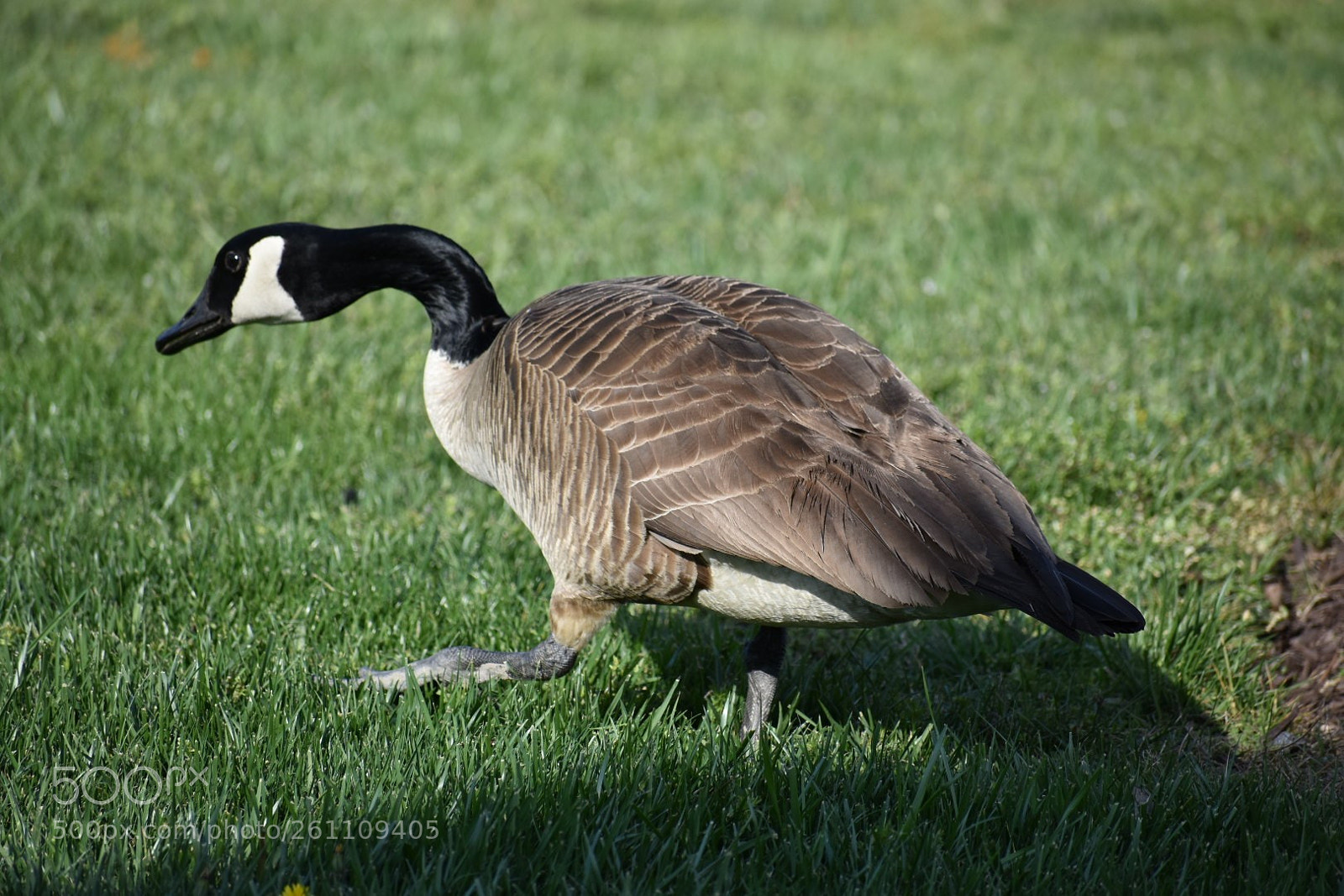 Nikon D3400 sample photo. Birds photography