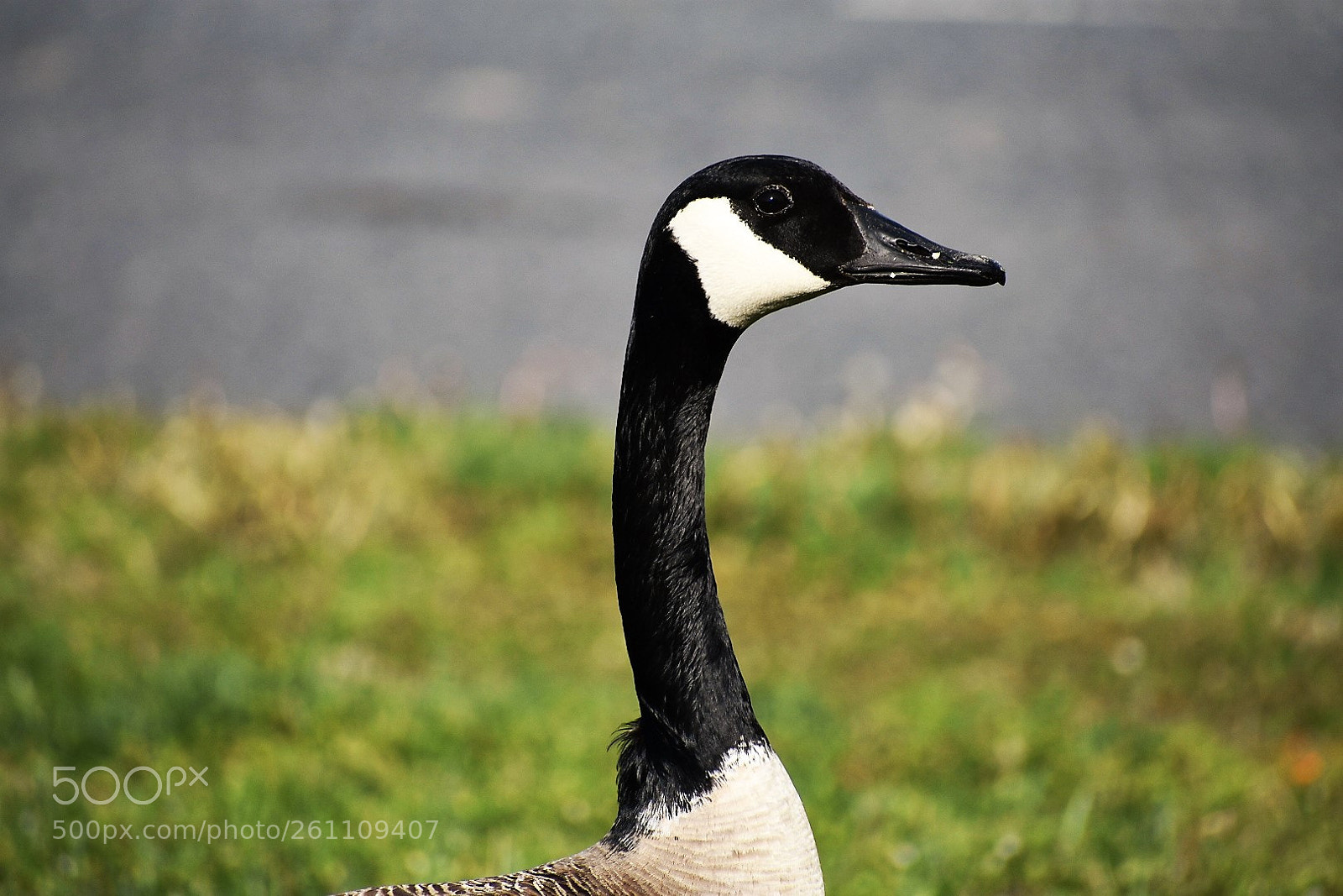 Nikon D3400 sample photo. Birds photography
