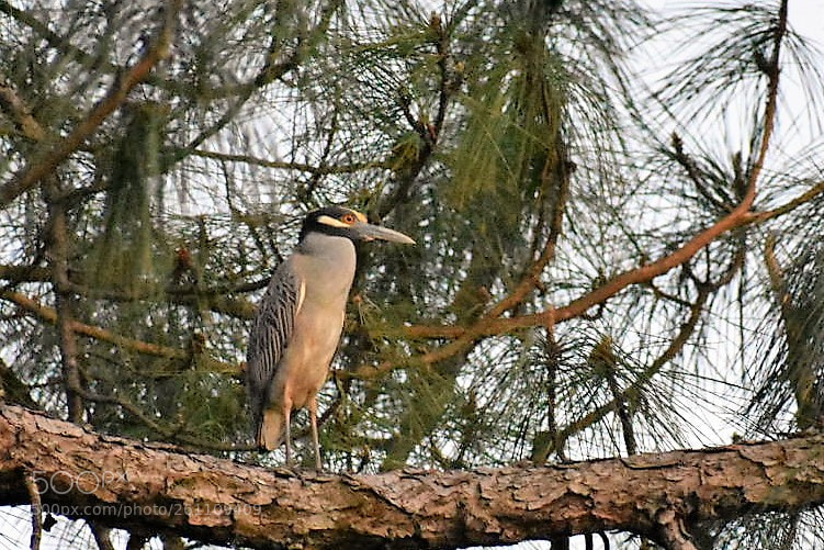 Nikon D3400 sample photo. Birds photography