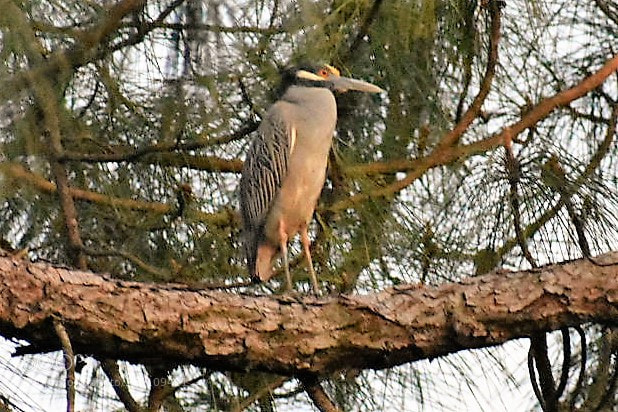 Nikon D3400 sample photo. Birds photography