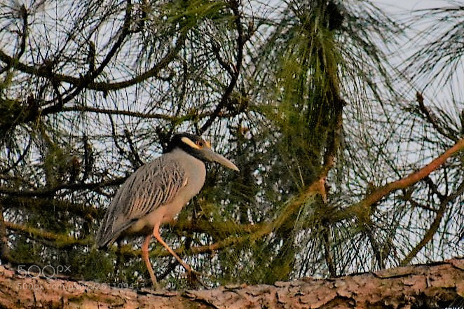 Nikon D3400 sample photo. Birds photography