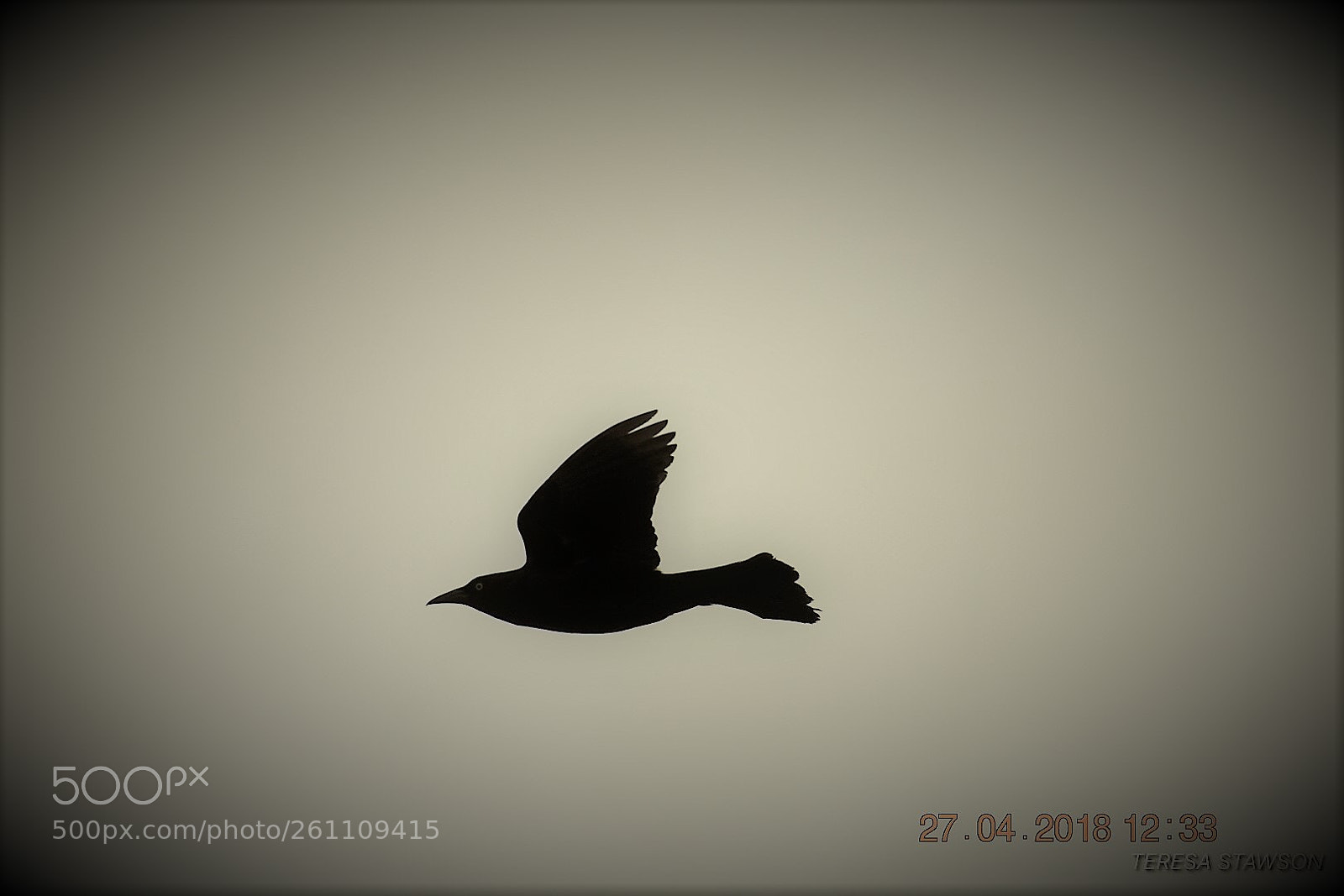 Nikon D3400 sample photo. Birds photography