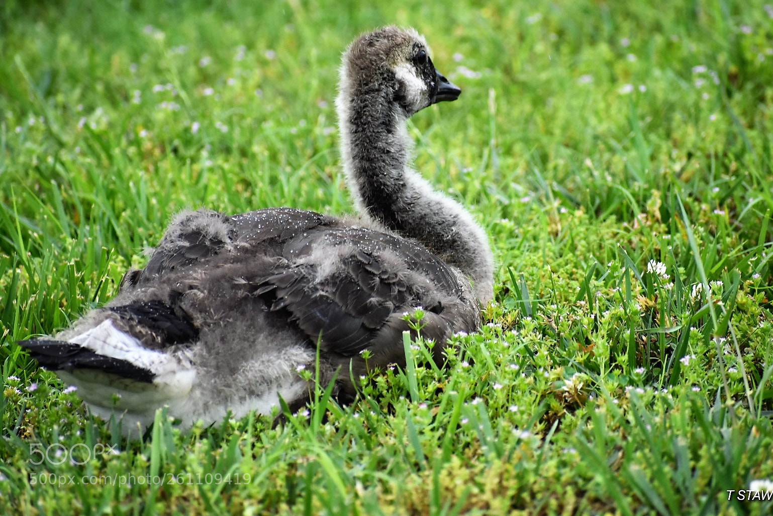 Nikon D3400 sample photo. Birds photography