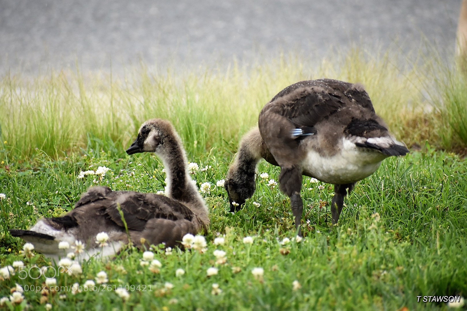 Nikon D3400 sample photo. Birds photography