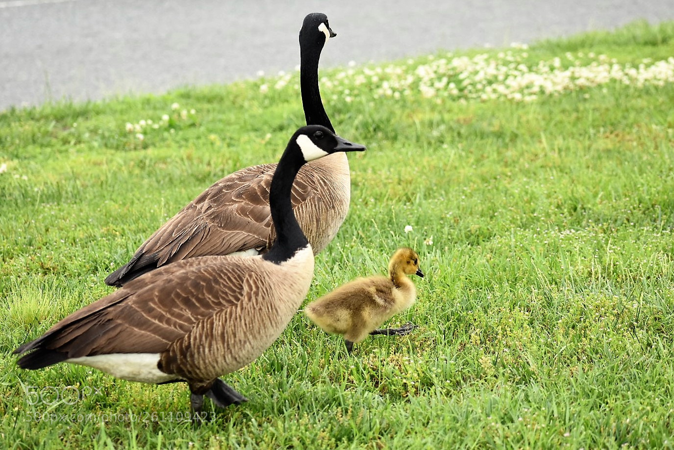 Nikon D3400 sample photo. Birds photography