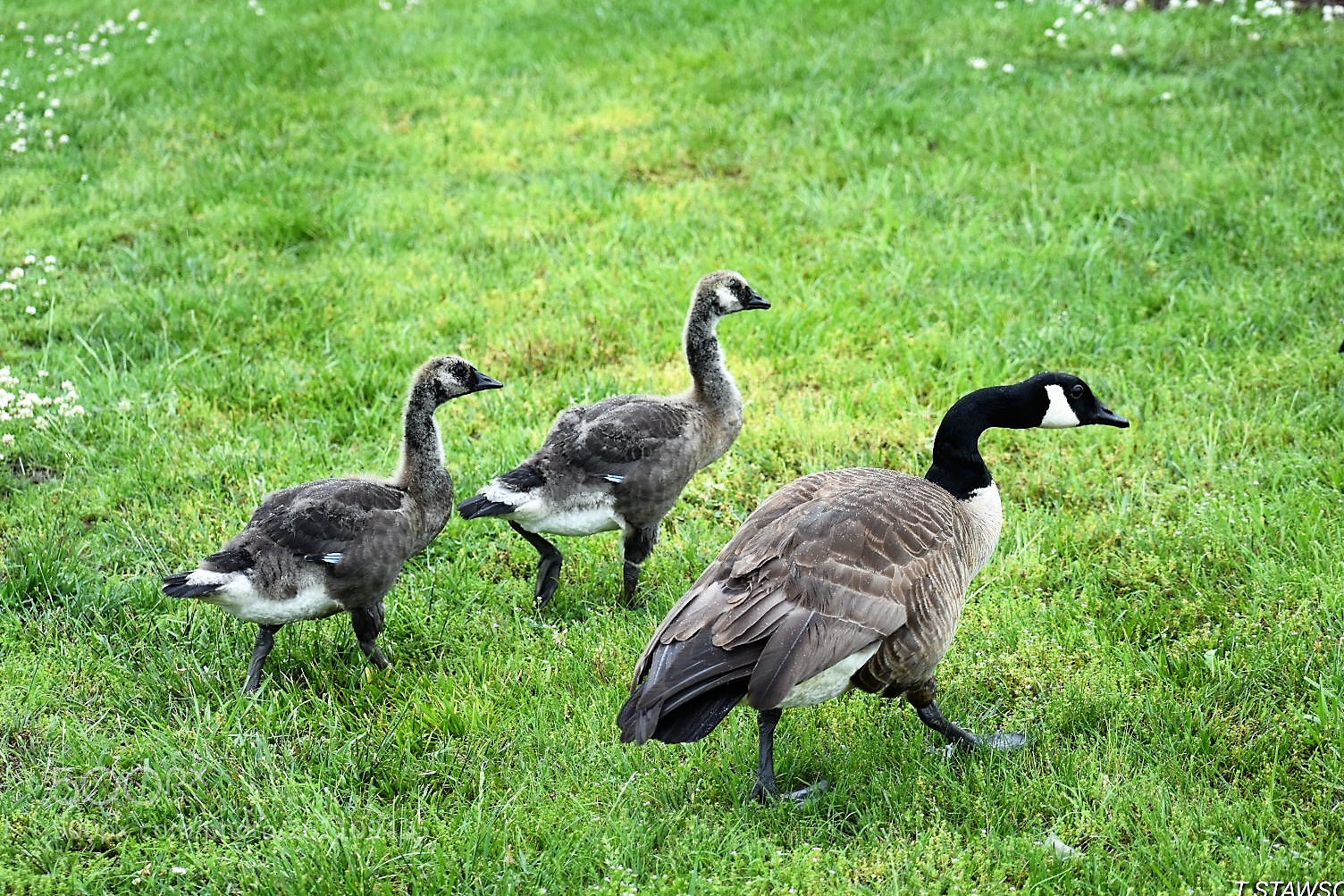 Nikon D3400 sample photo. Birds photography