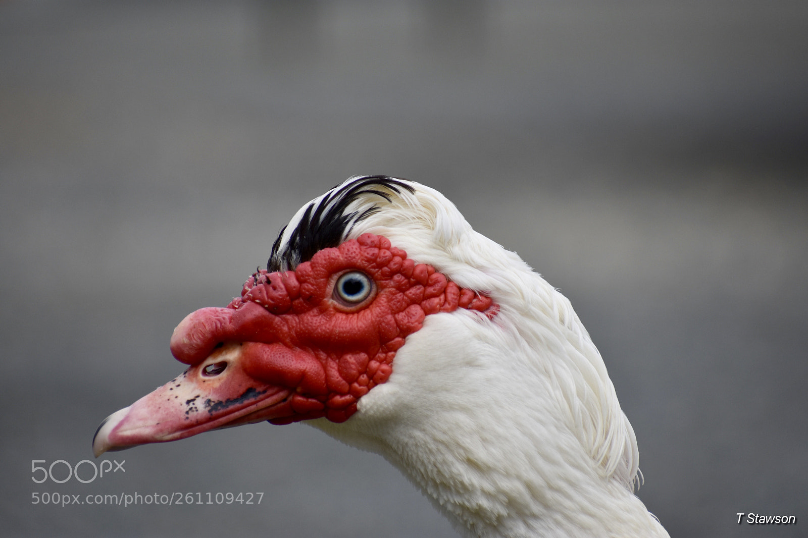 Nikon D3400 sample photo. Birds photography