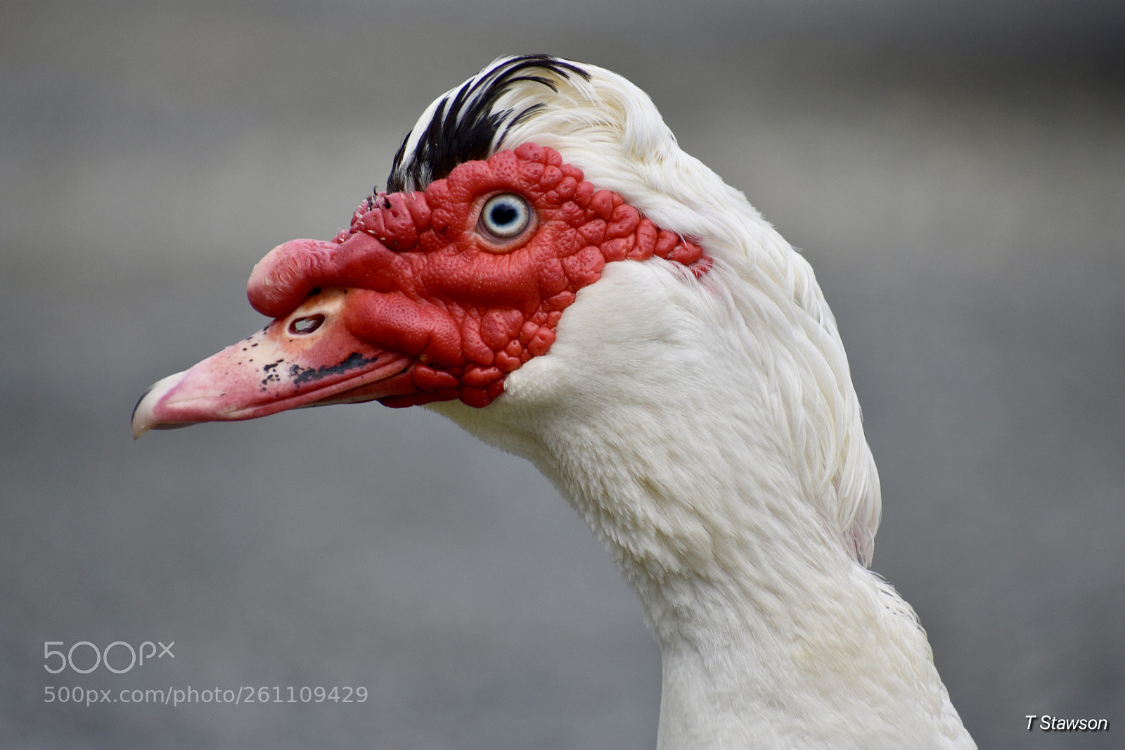 Nikon D3400 sample photo. Birds photography