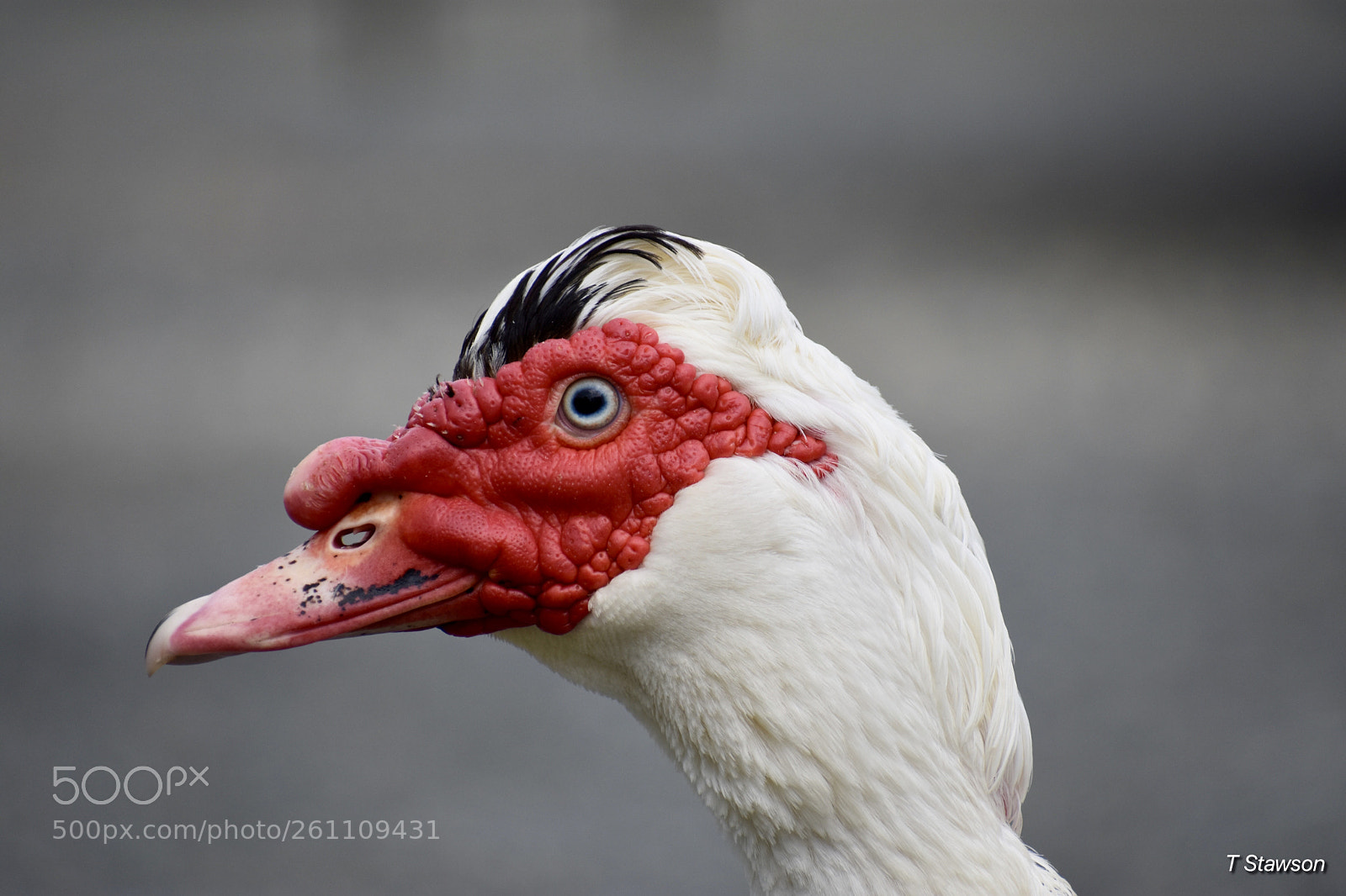 Nikon D3400 sample photo. Birds photography