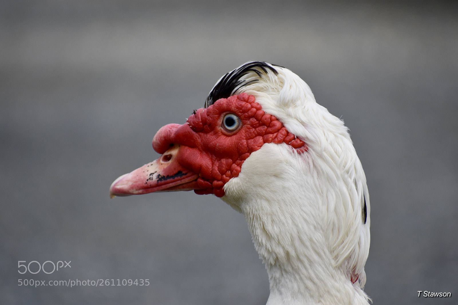 Nikon D3400 sample photo. Birds photography