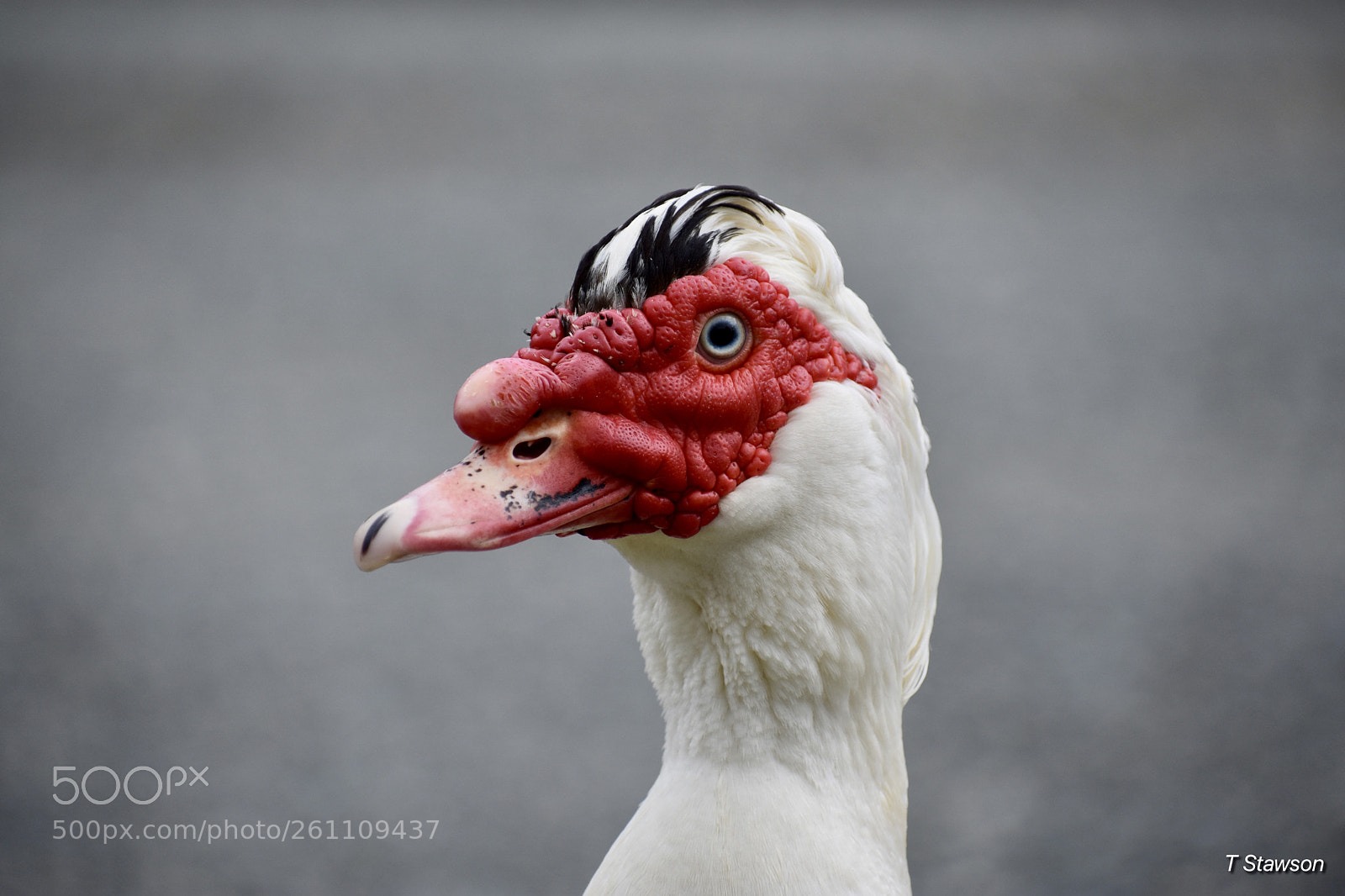 Nikon D3400 sample photo. Birds photography