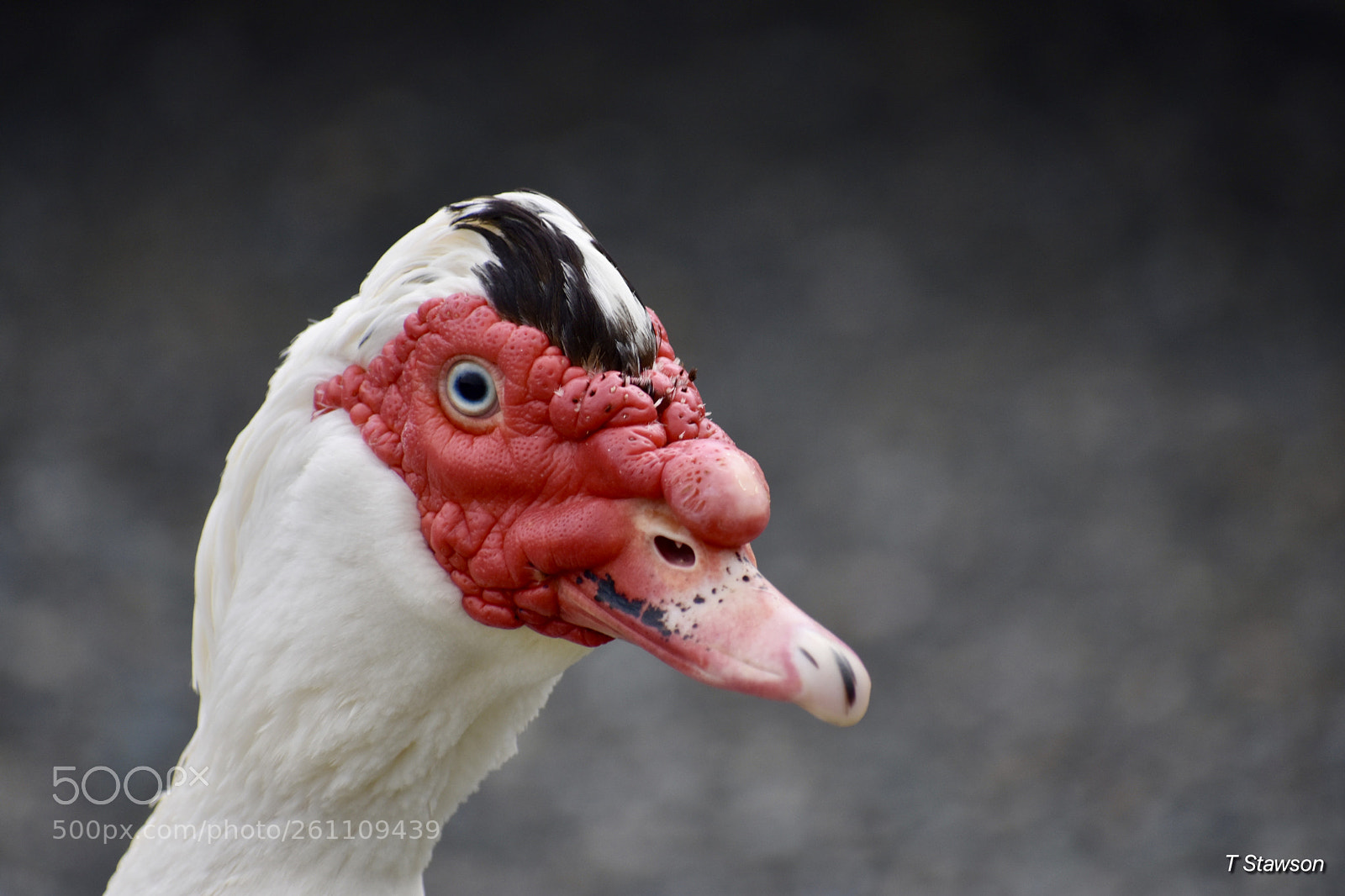 Nikon D3400 sample photo. Birds photography