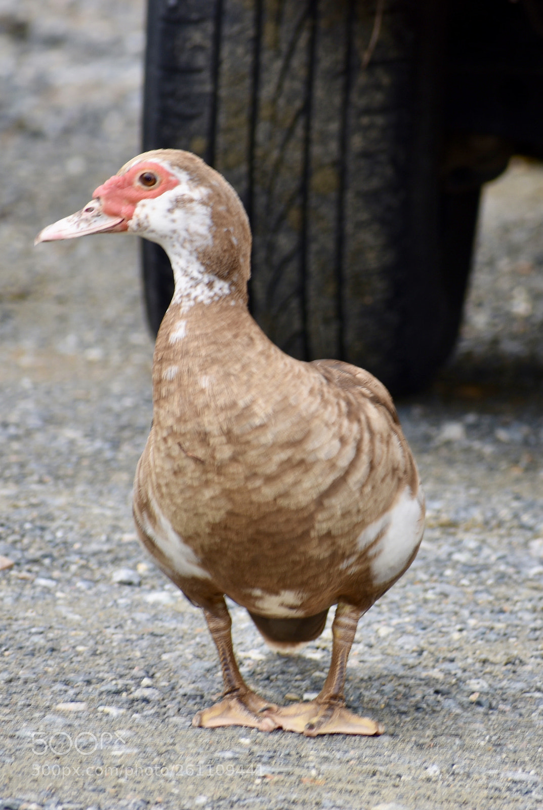 Nikon D3400 sample photo. Birds photography
