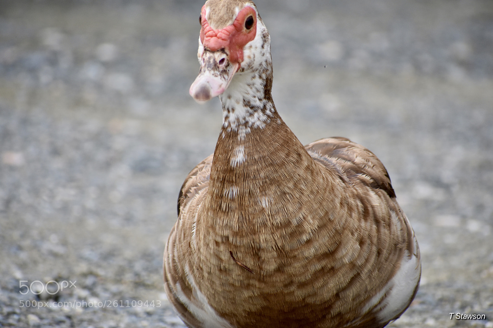 Nikon D3400 sample photo. Birds photography