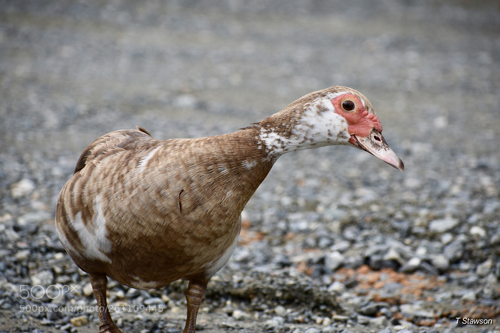 Nikon D3400 sample photo. Birds photography