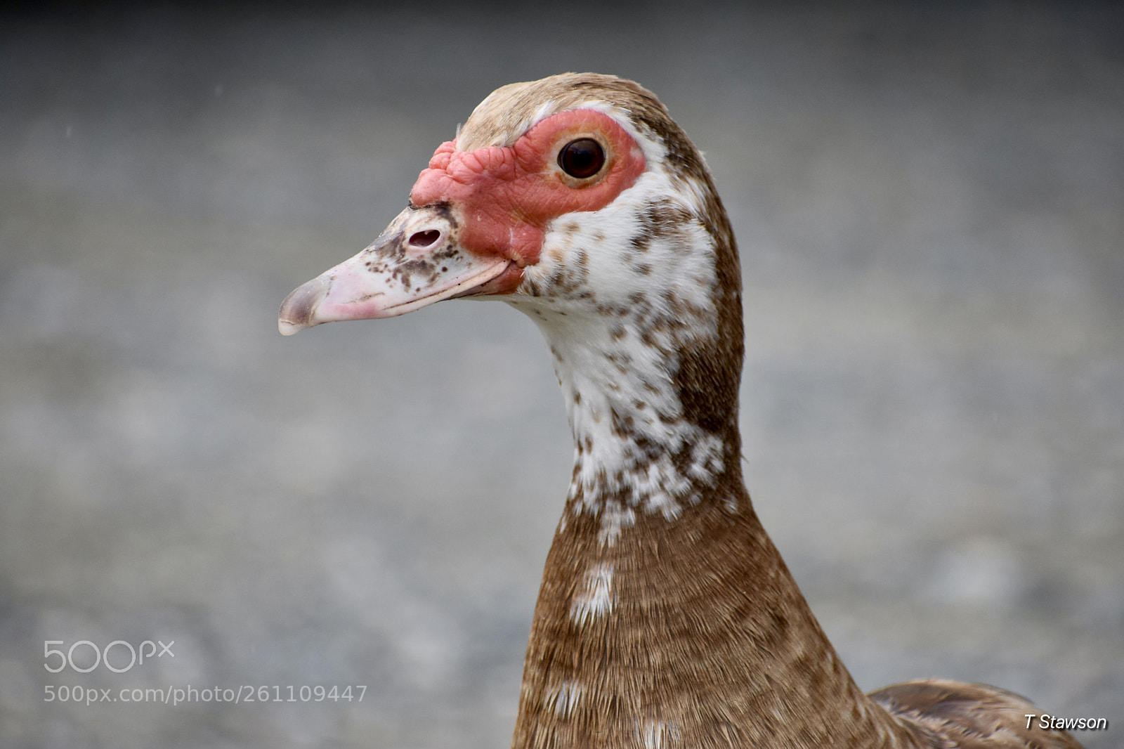 Nikon D3400 sample photo. Birds photography
