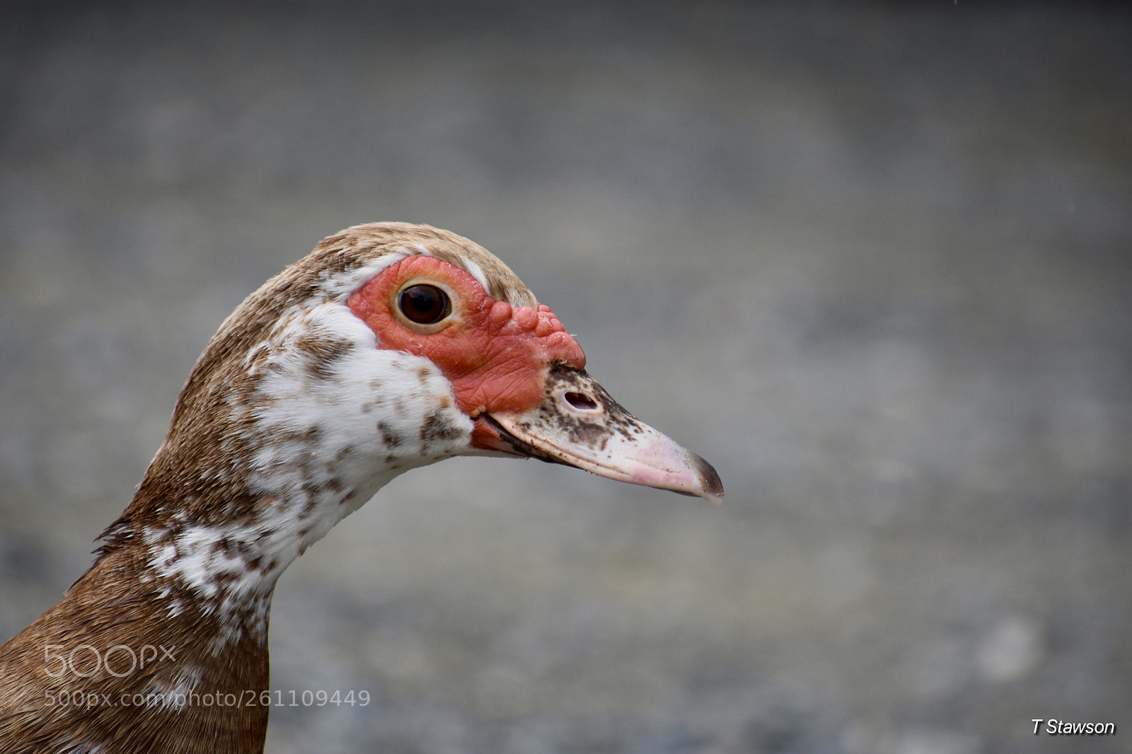 Nikon D3400 sample photo. Birds photography