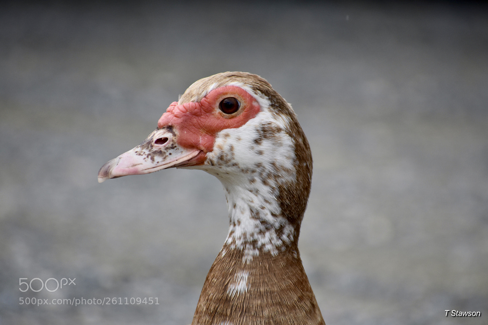 Nikon D3400 sample photo. Birds photography