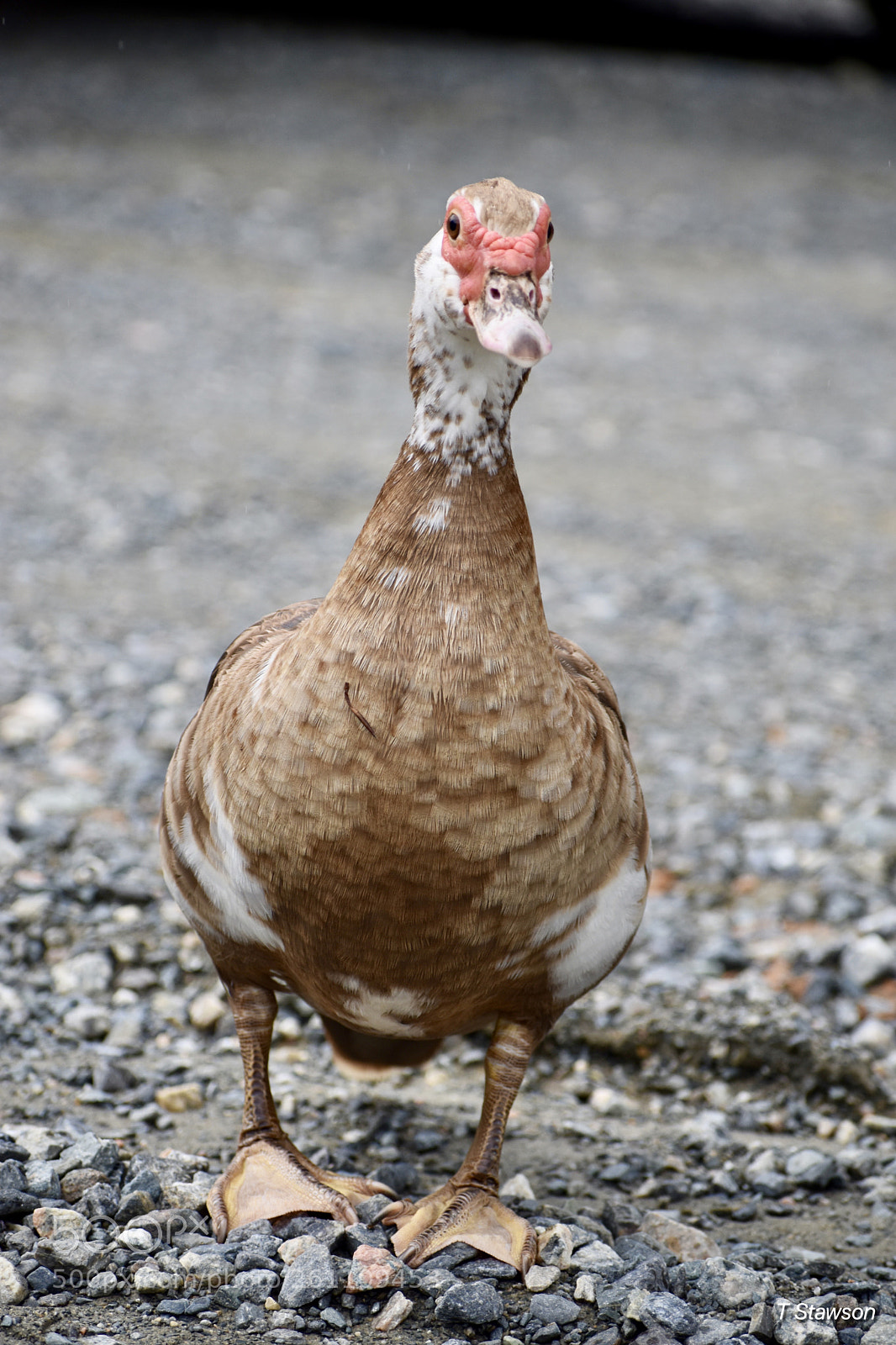 Nikon D3400 sample photo. Birds photography