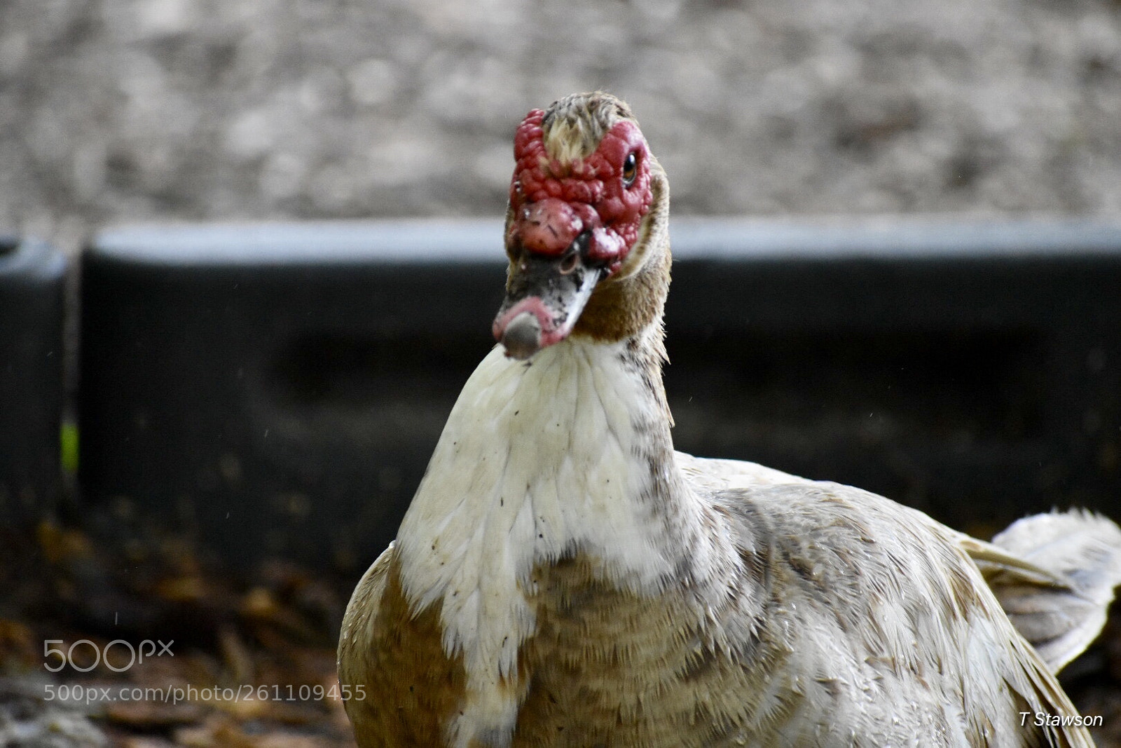 Nikon D3400 sample photo. Birds photography