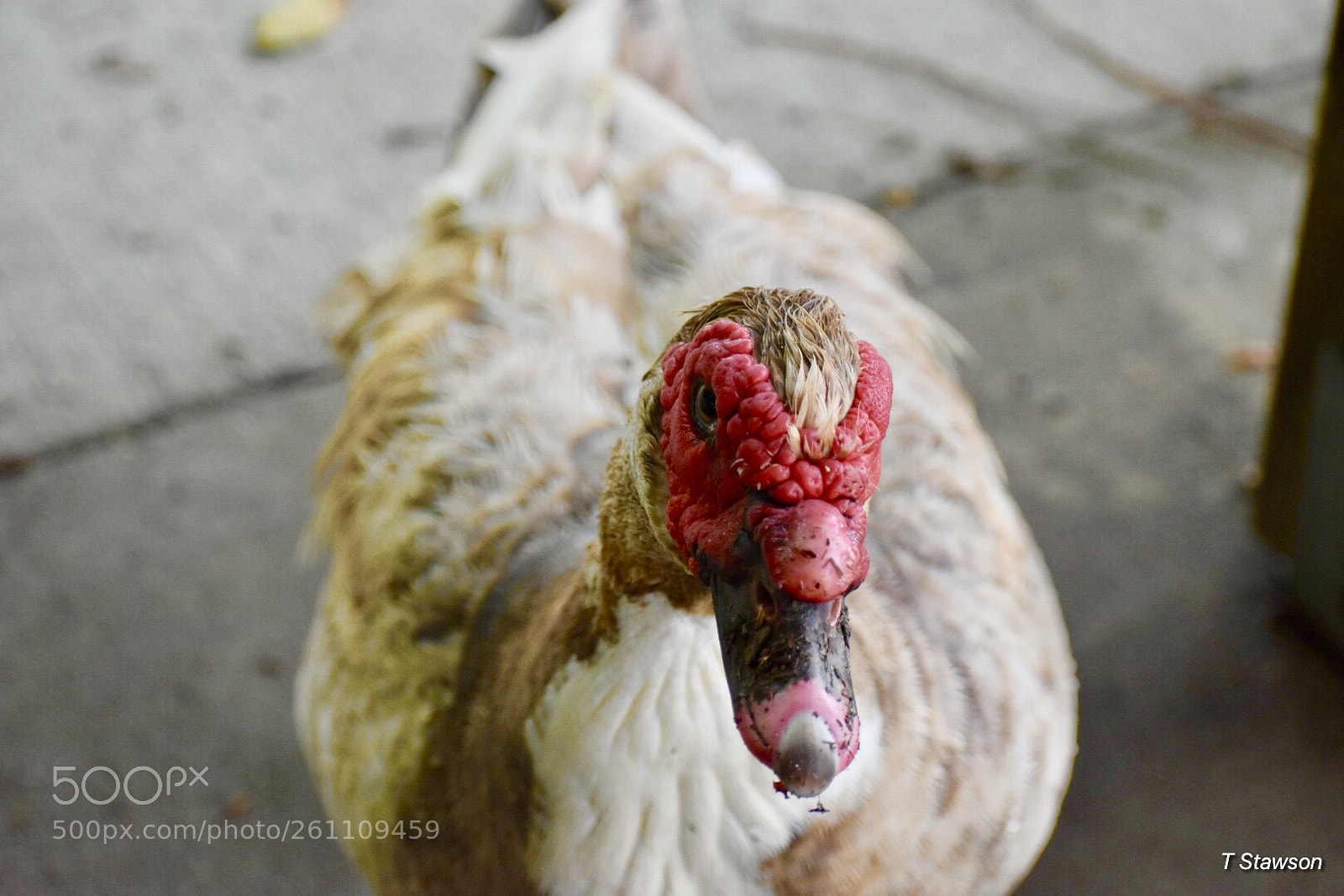 Nikon D3400 sample photo. Birds photography