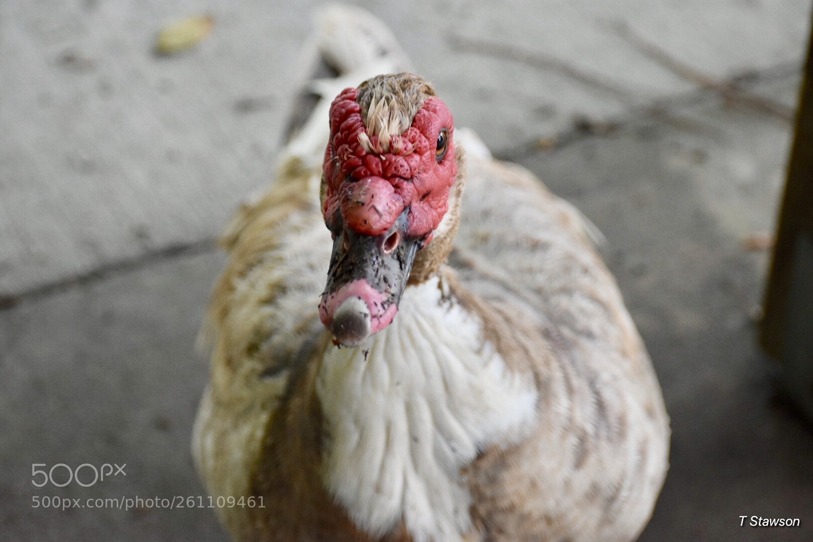 Nikon D3400 sample photo. Birds photography