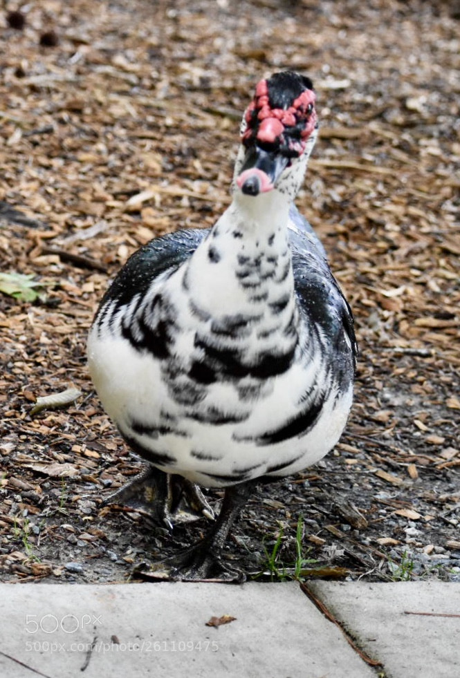 Nikon D3400 sample photo. Birds photography