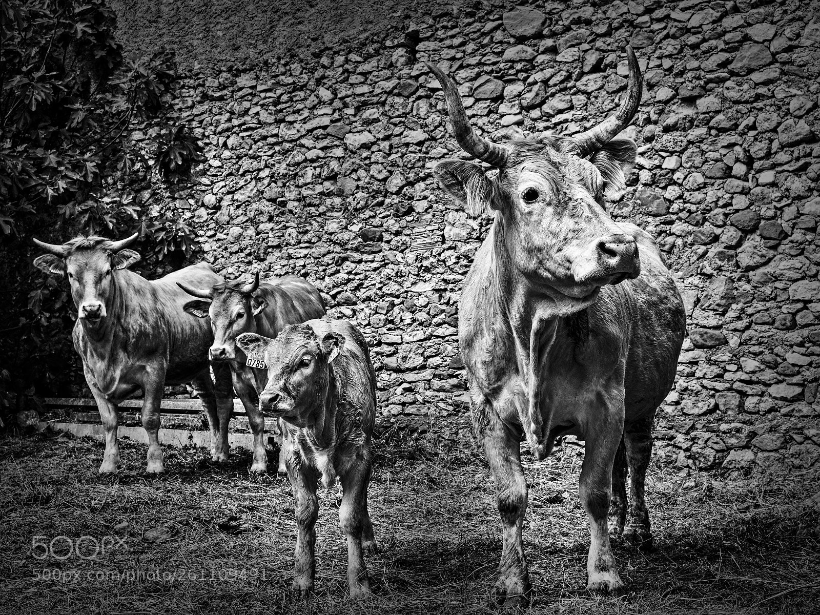 Olympus OM-D E-M10 II sample photo. Las vacas del pueblo photography