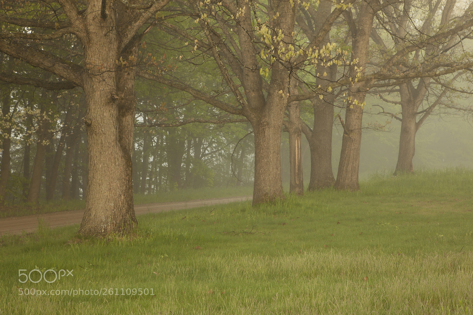 Canon EOS 5D Mark II sample photo. Row of oak trees photography