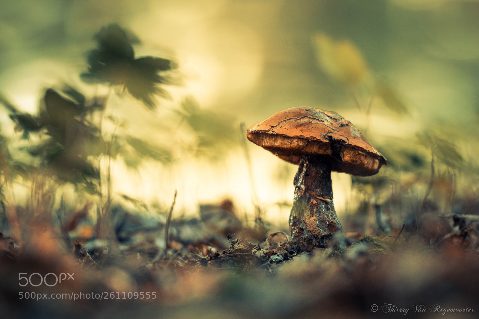 Nikon D7100 sample photo. Champignons photography