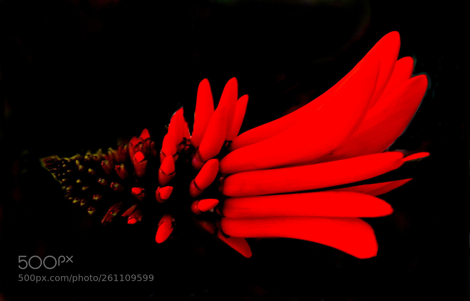 Nikon D7200 sample photo. Red pinecomb flower photography