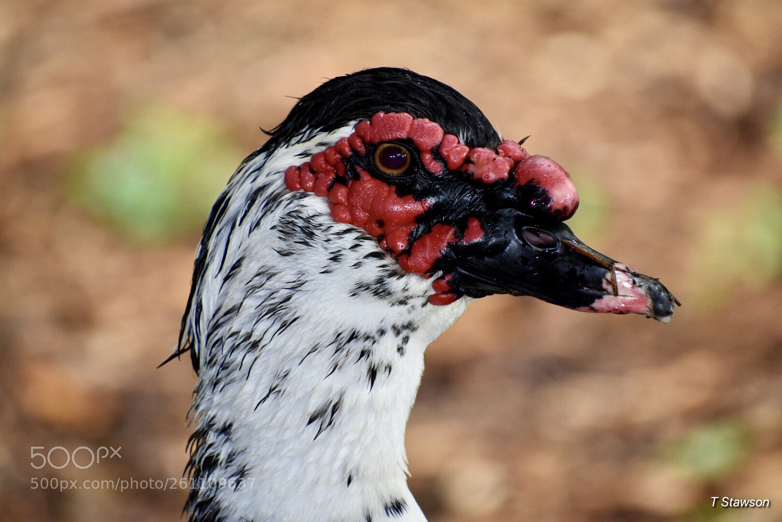Nikon D3400 sample photo. Birds photography