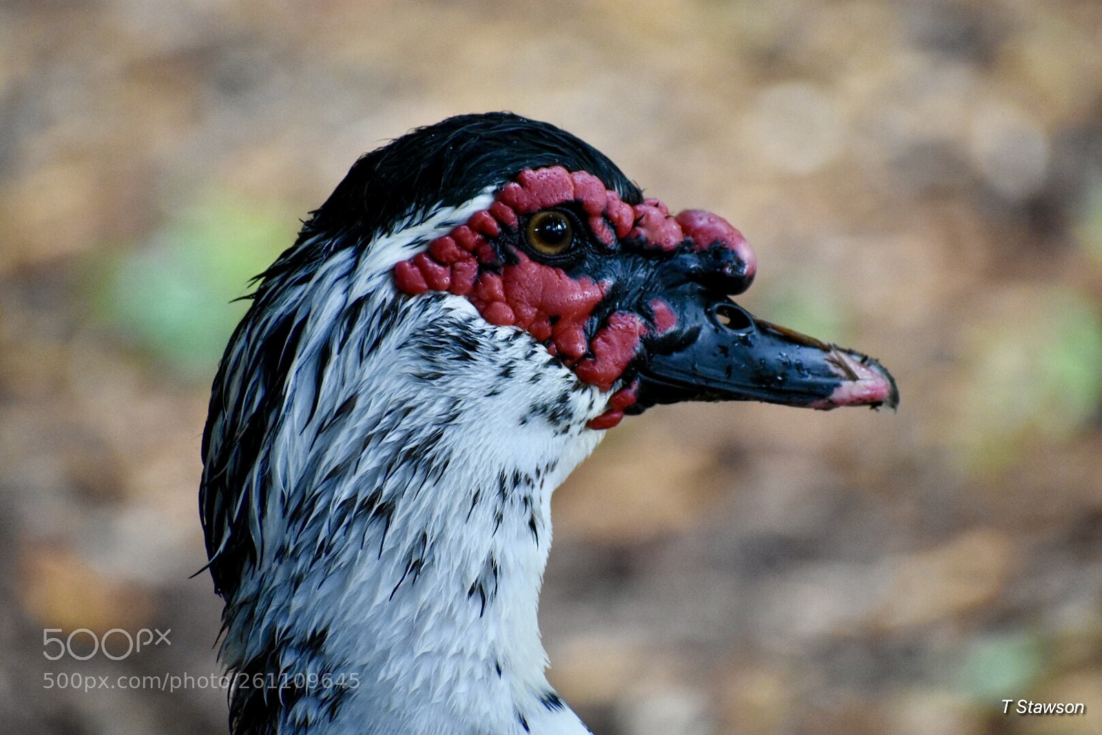 Nikon D3400 sample photo. Birds photography