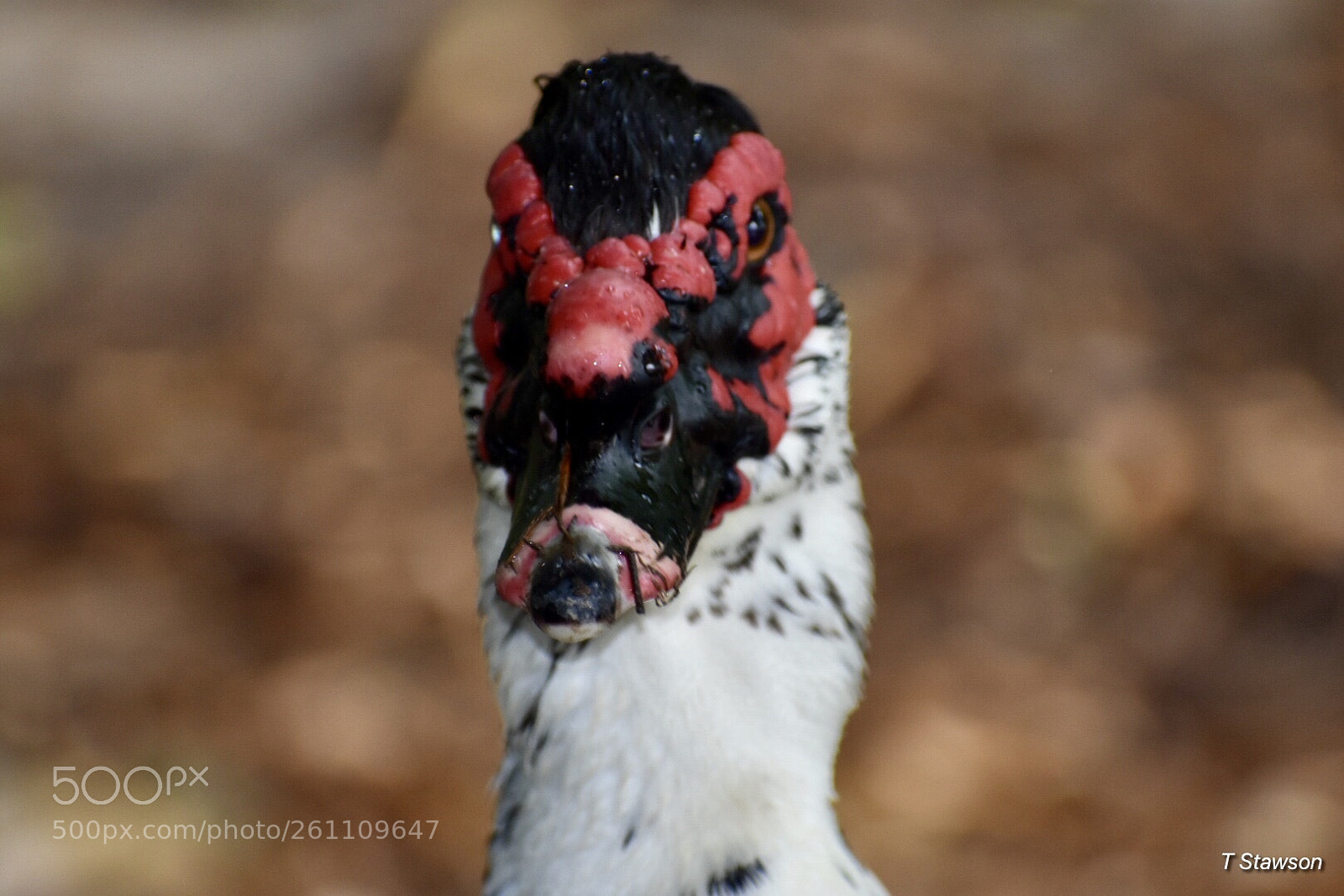 Nikon D3400 sample photo. Birds photography