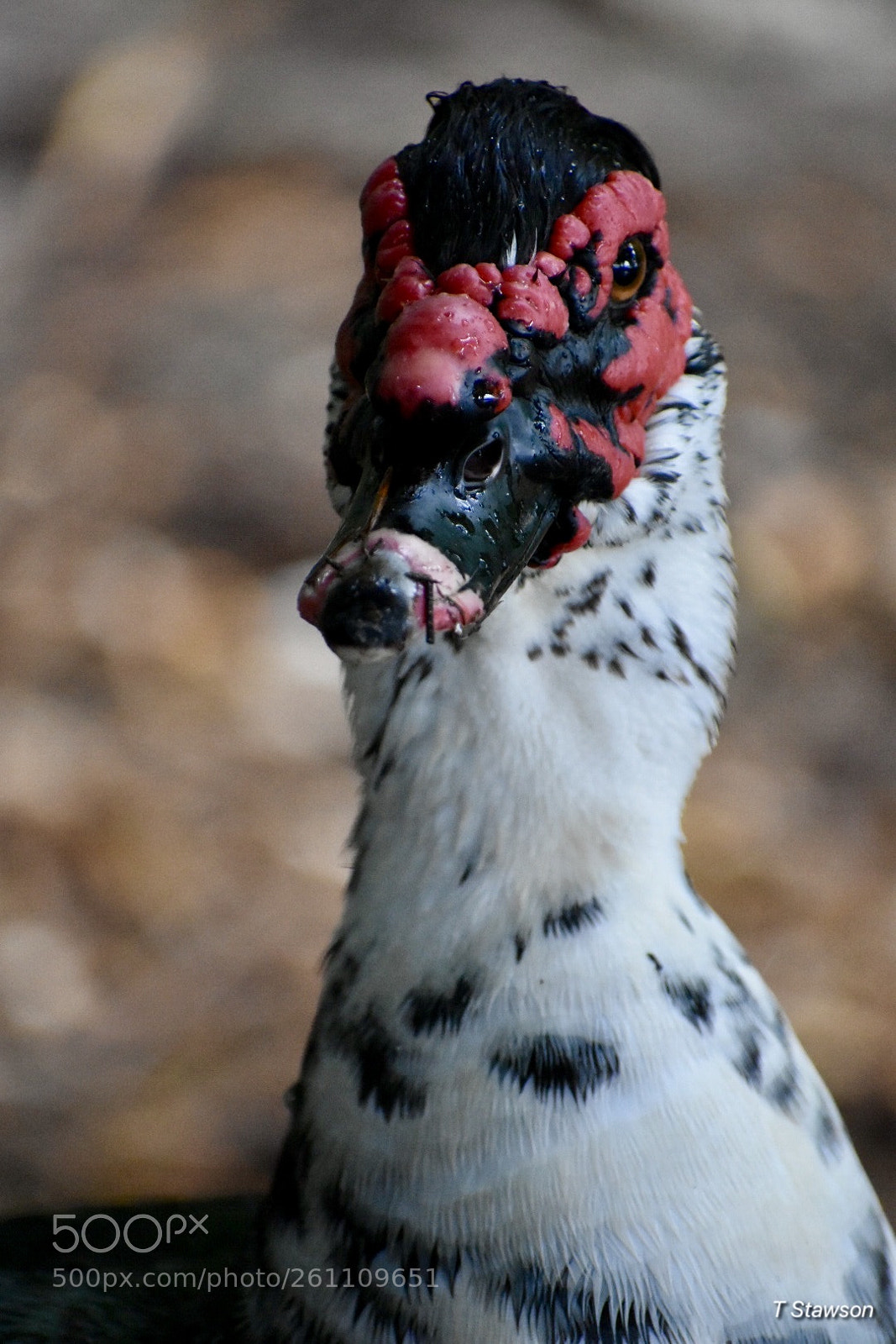 Nikon D3400 sample photo. Birds photography