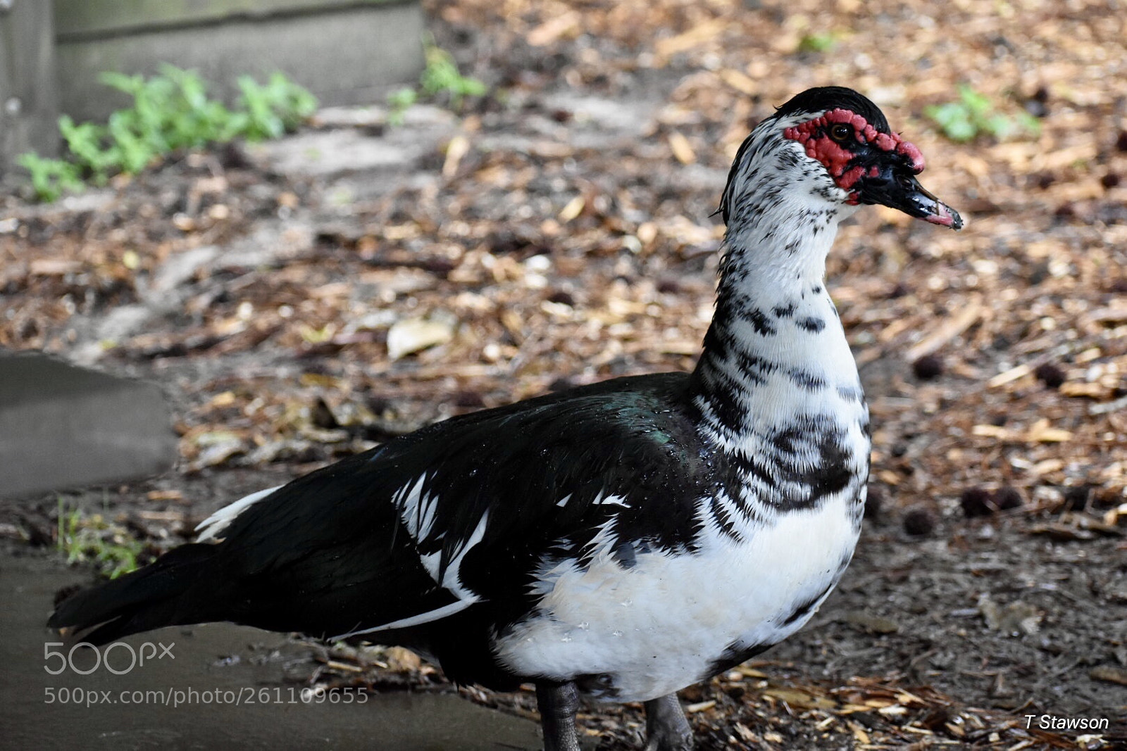 Nikon D3400 sample photo. Birds photography